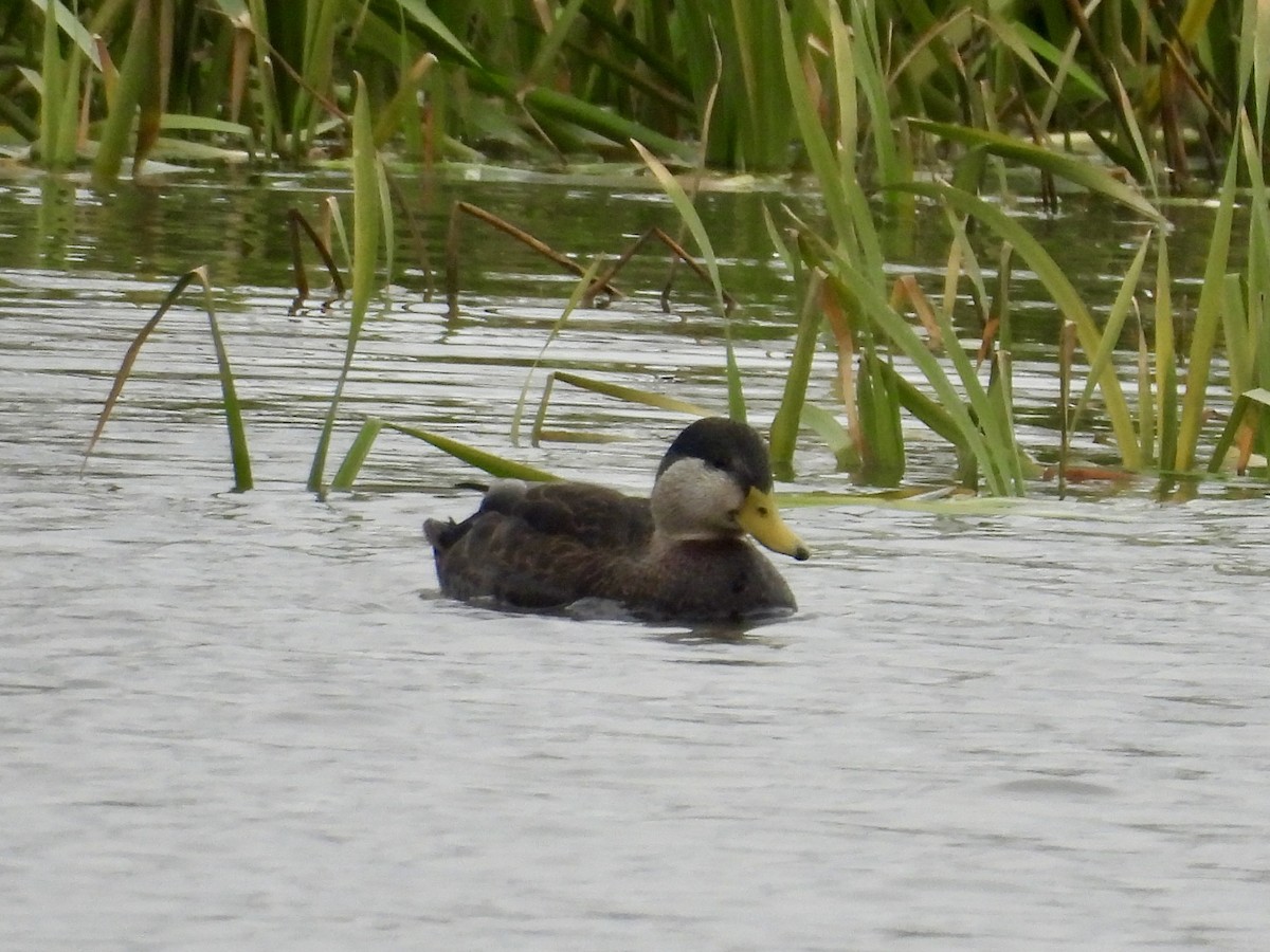 American Black Duck - ML645819738