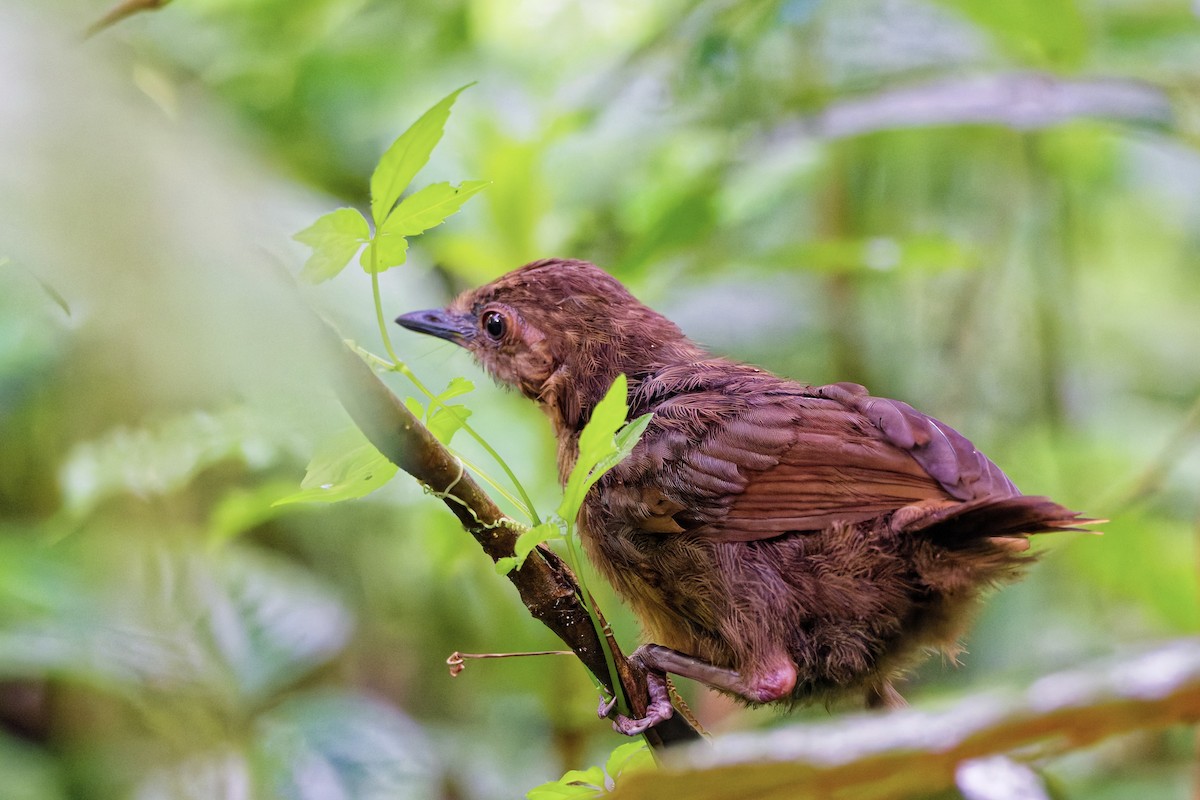 Rusty-breasted Wren-Babbler - ML645819740