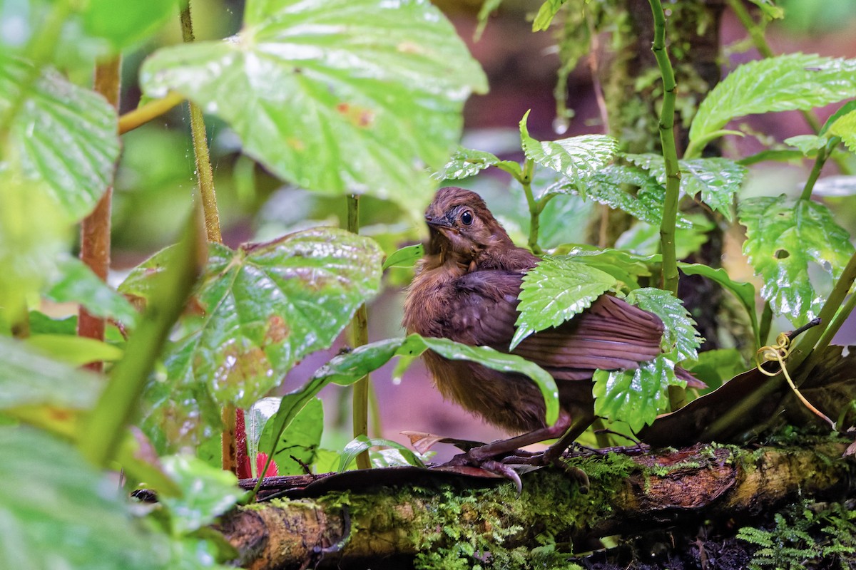 Rusty-breasted Wren-Babbler - ML645819741