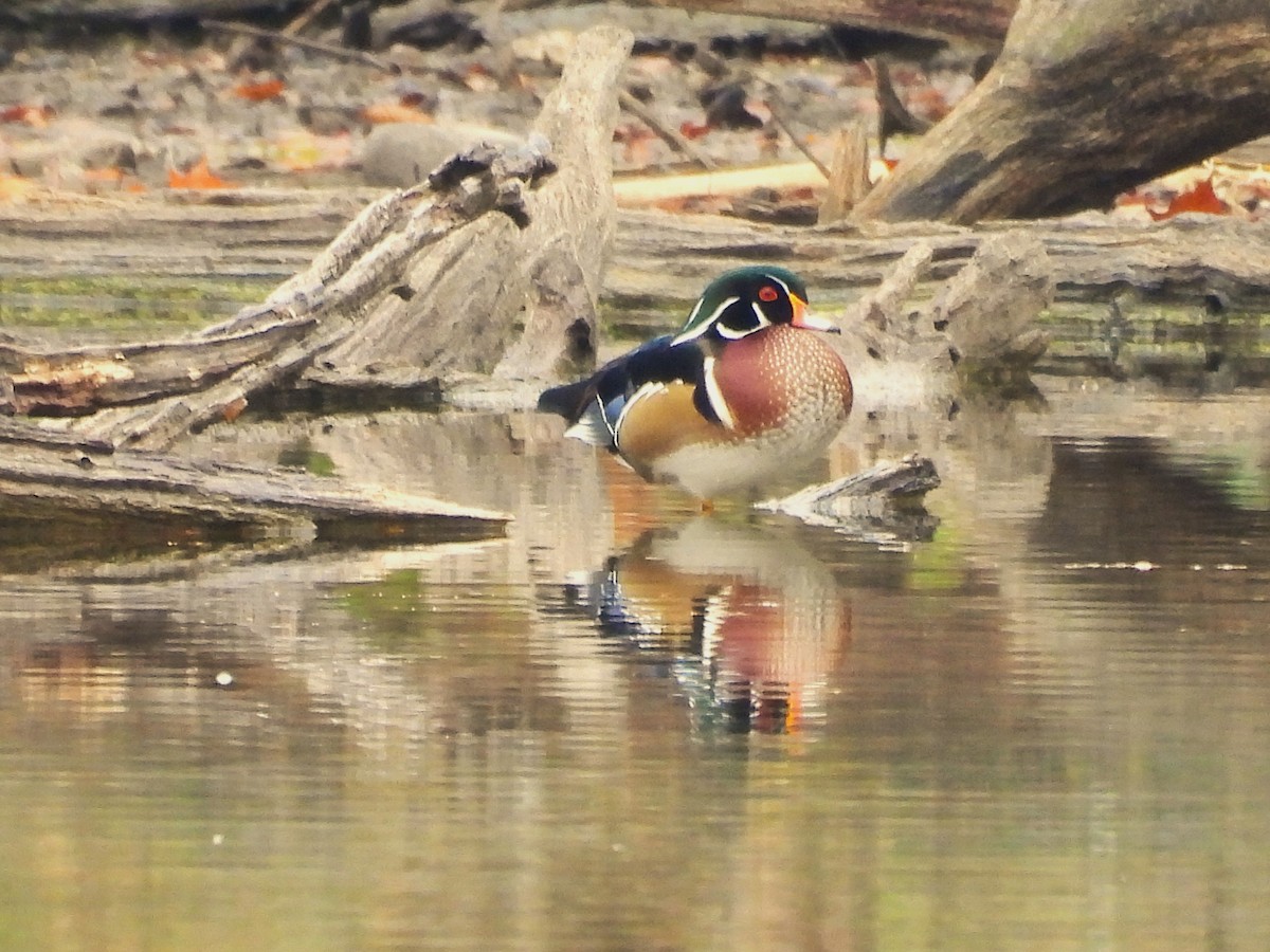 Wood Duck - ML645819742