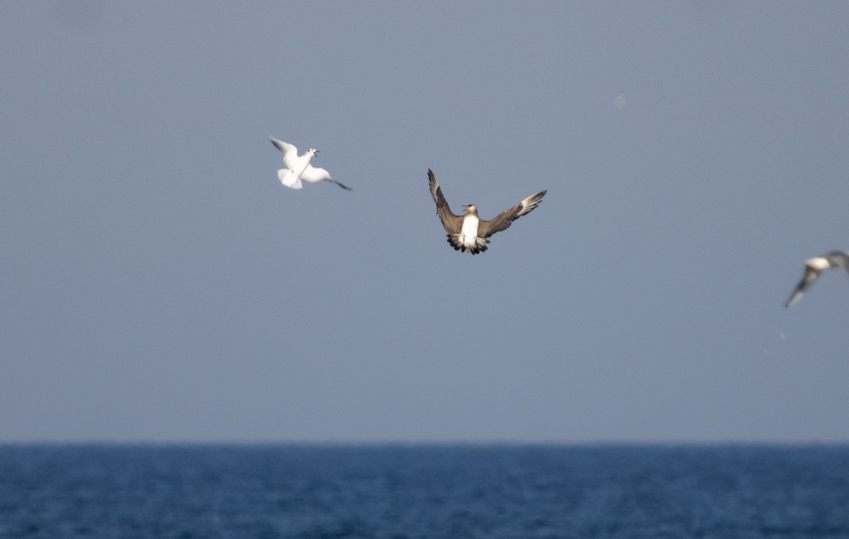 Parasitic Jaeger - ML645819744