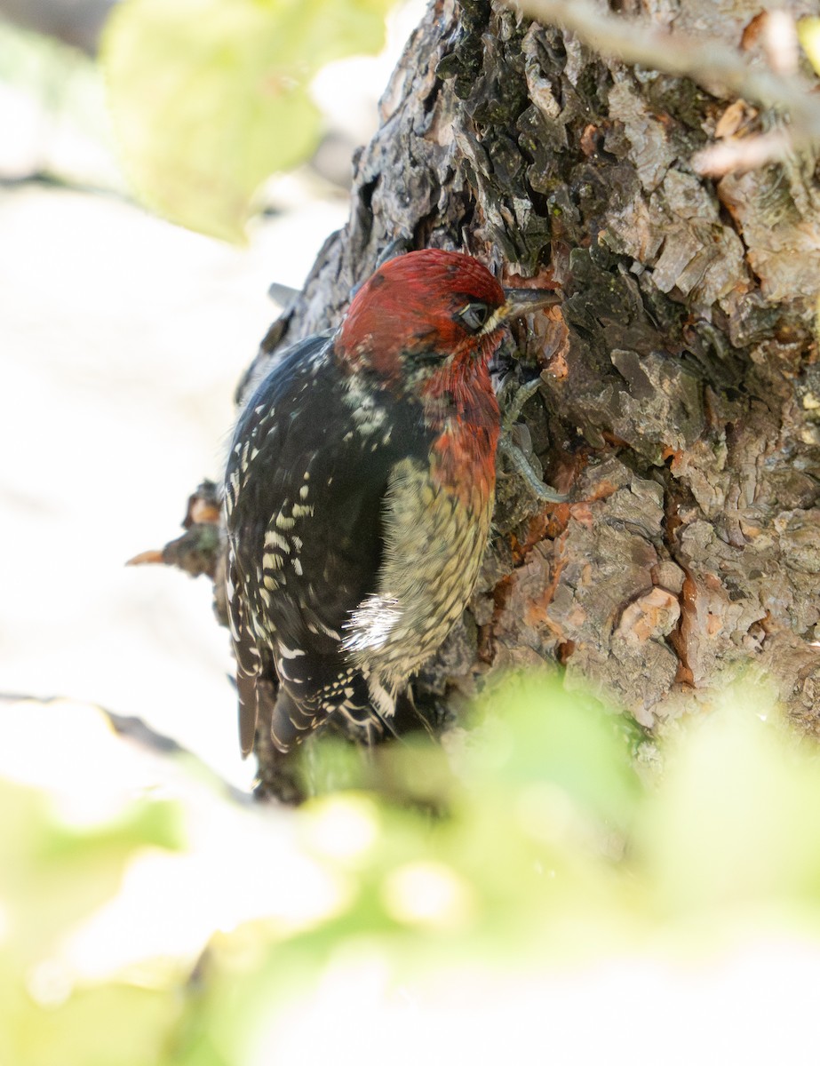 Red-breasted Sapsucker - ML645819745