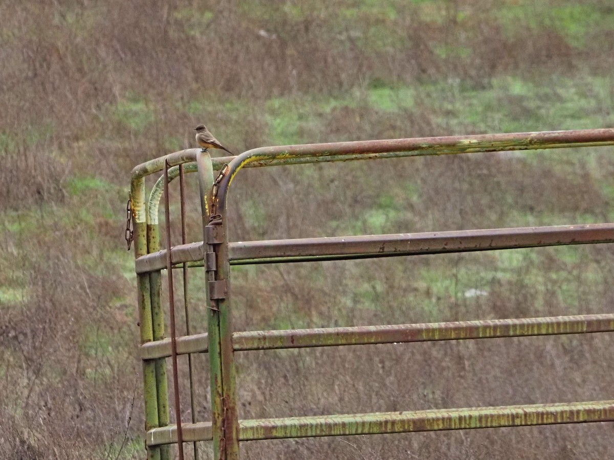 Say's Phoebe - ML645819750