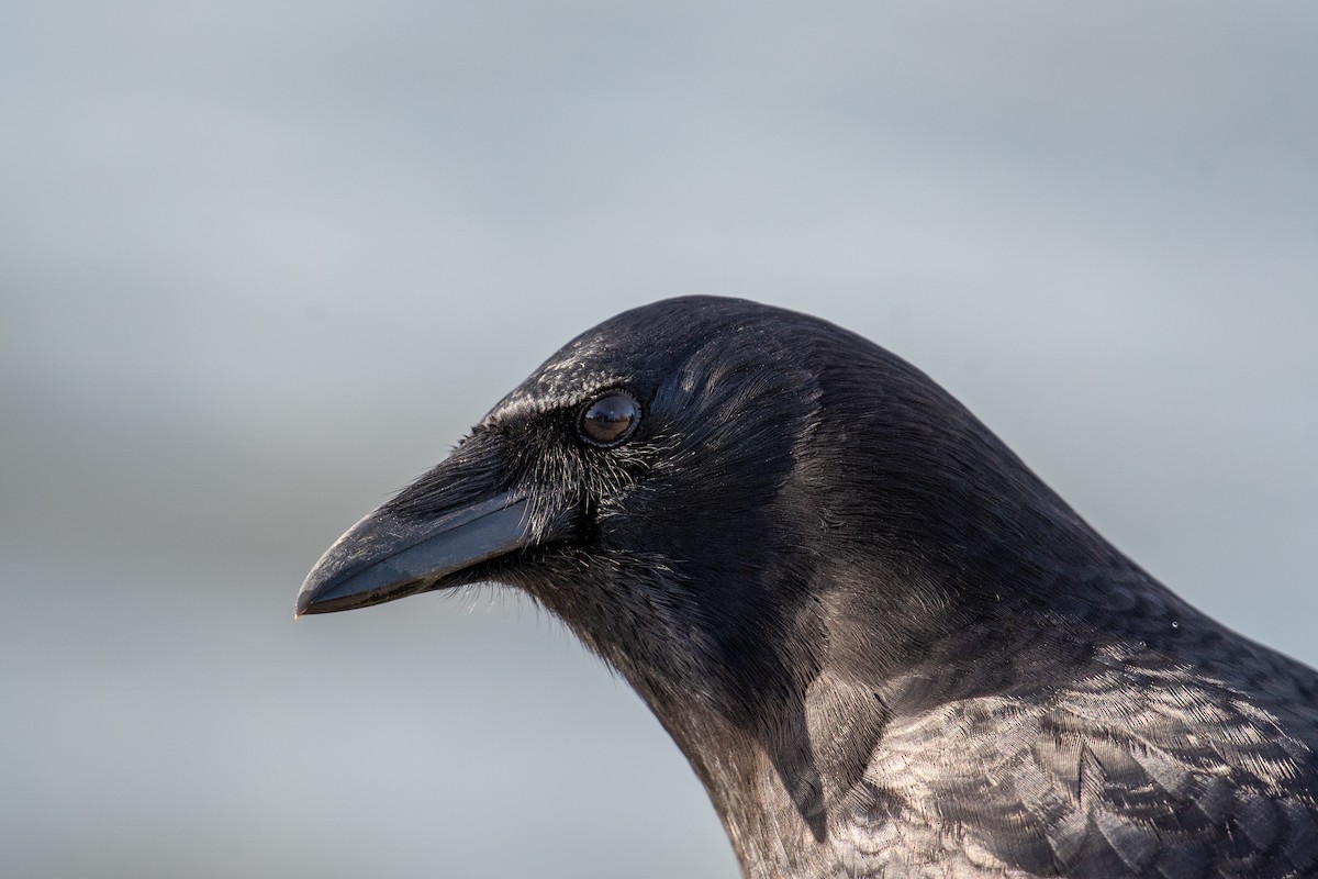 American Crow - ML645819755