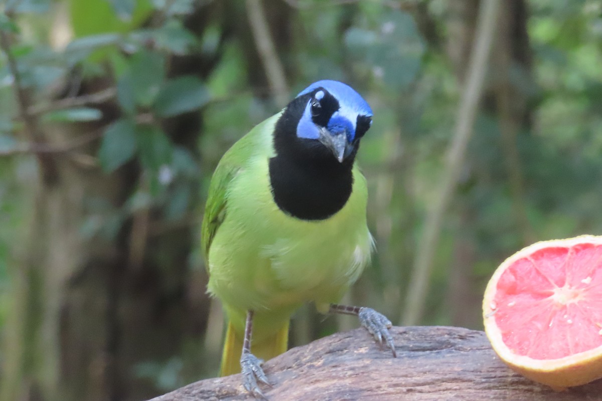 Geai vert - ML645819772