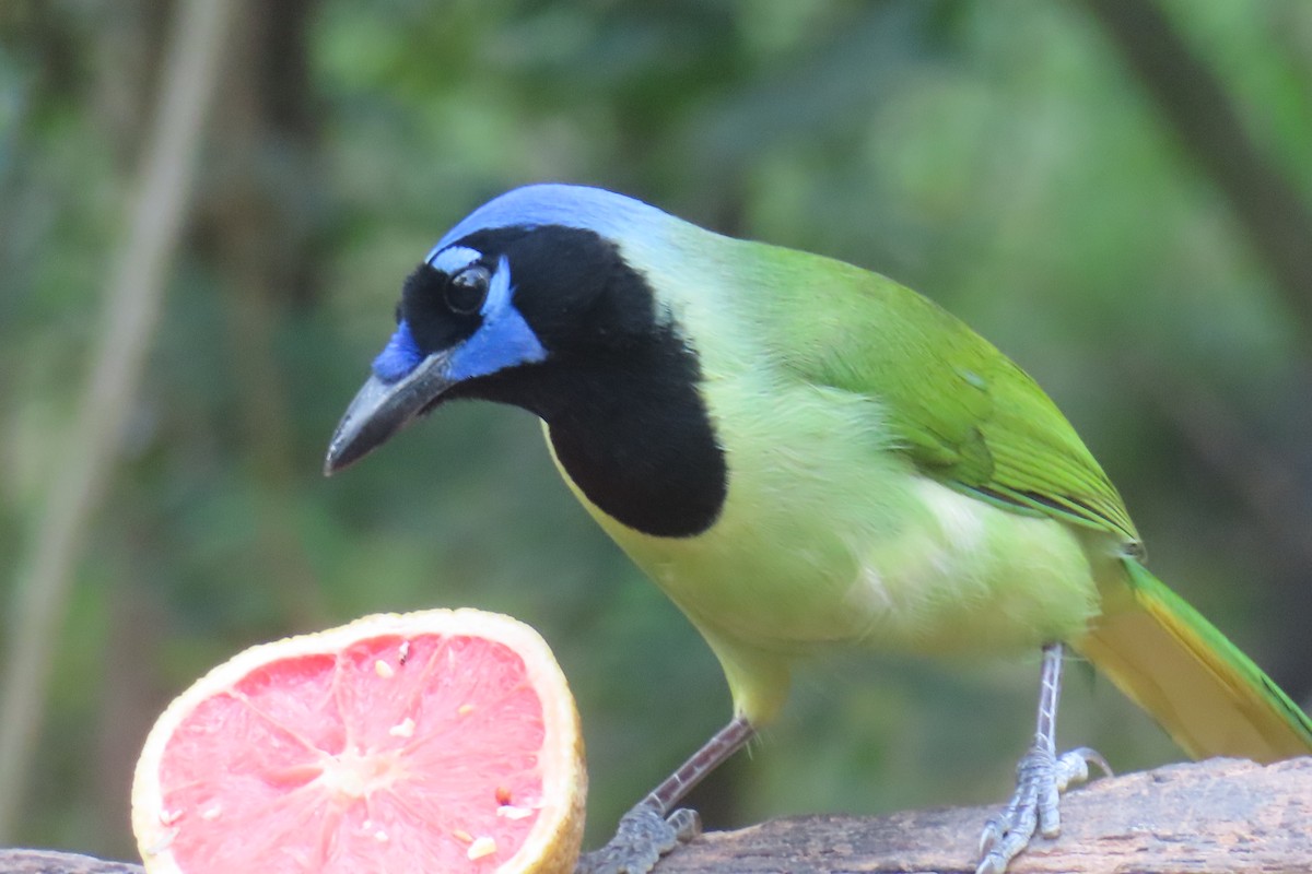 Geai vert - ML645819773