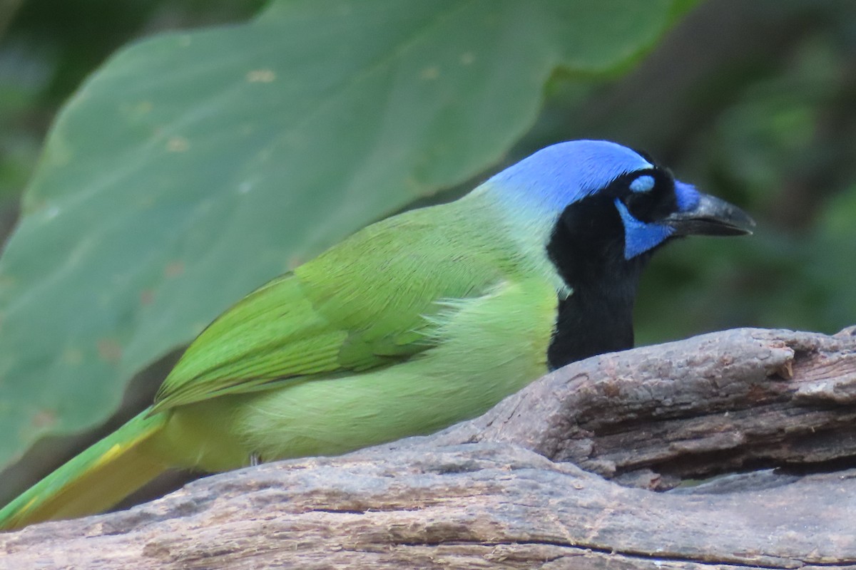 Geai vert - ML645819774