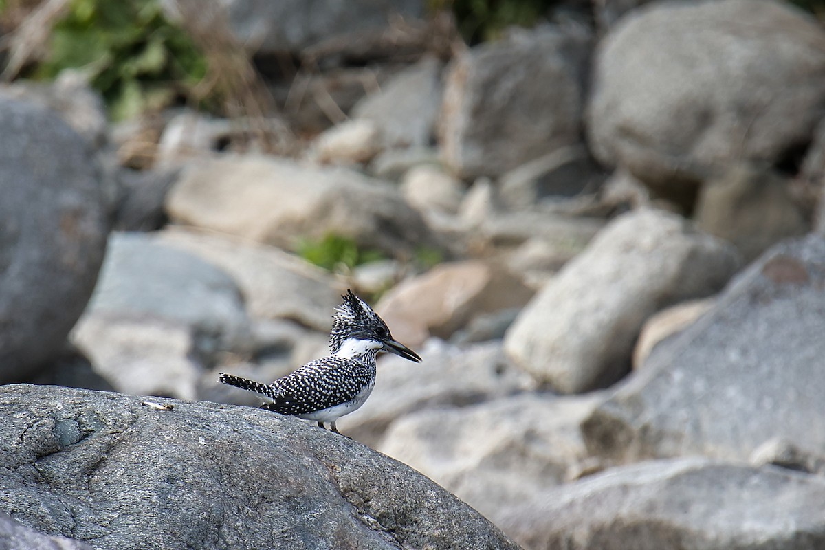 Crested Kingfisher - ML645819790