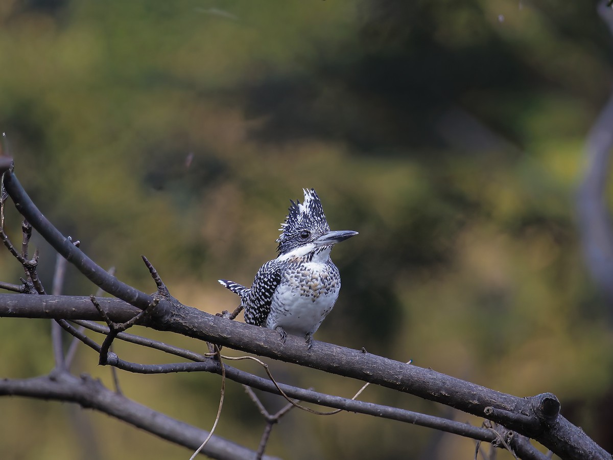 Crested Kingfisher - ML645819791