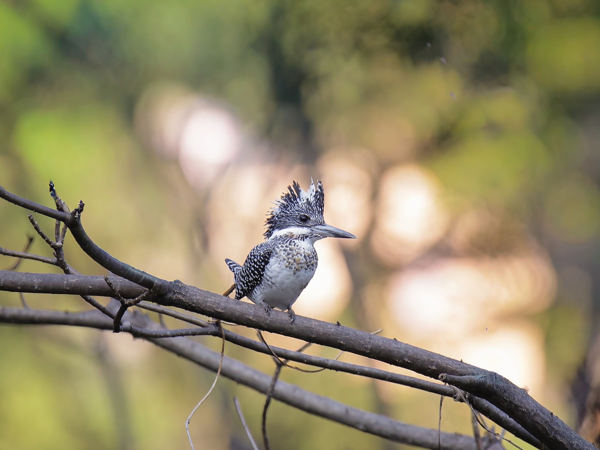 Crested Kingfisher - ML645819792