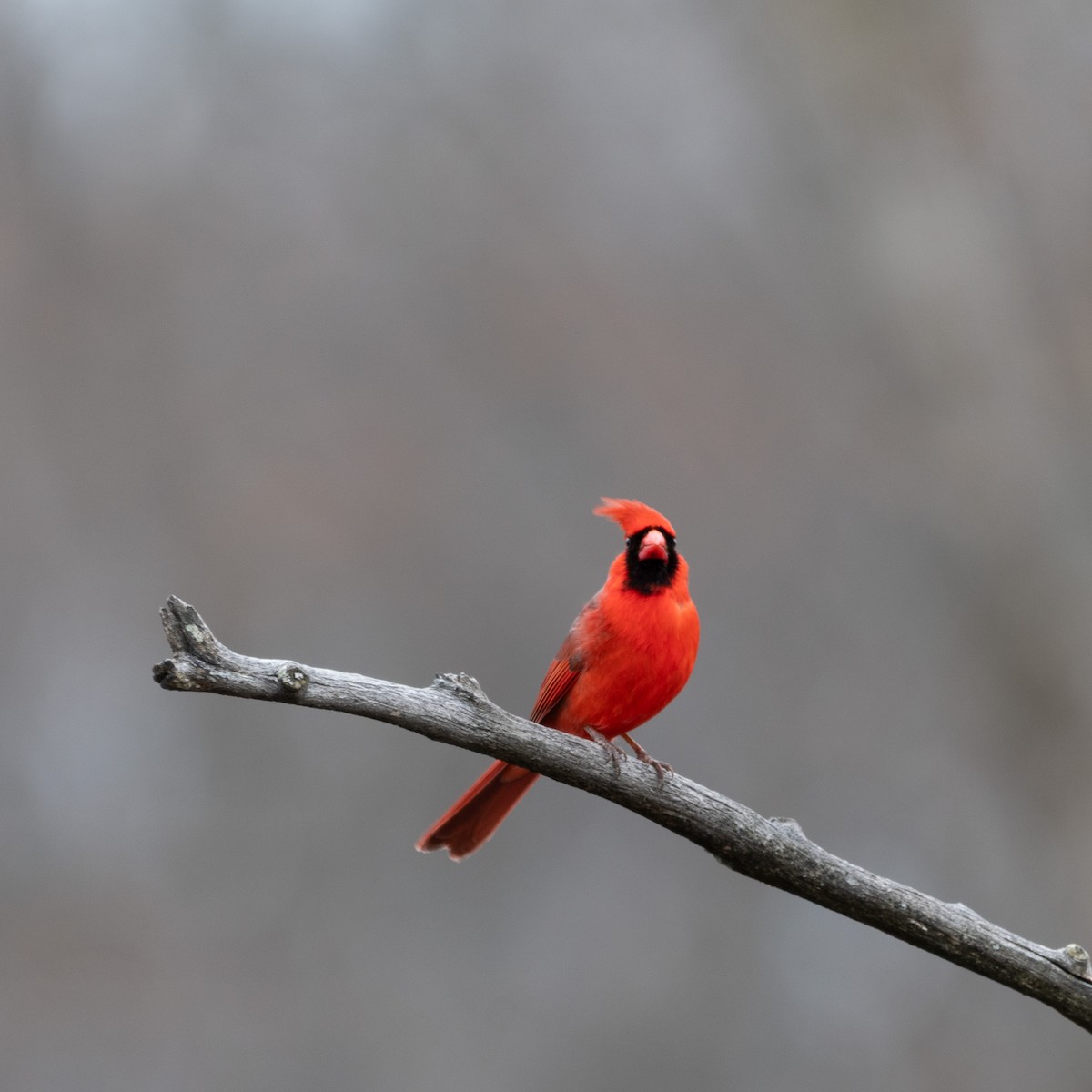 Kardinal arrunta - ML645819793