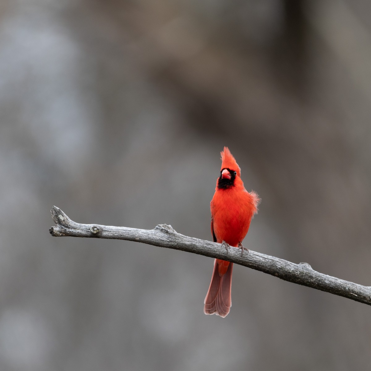 Kardinal arrunta - ML645819794