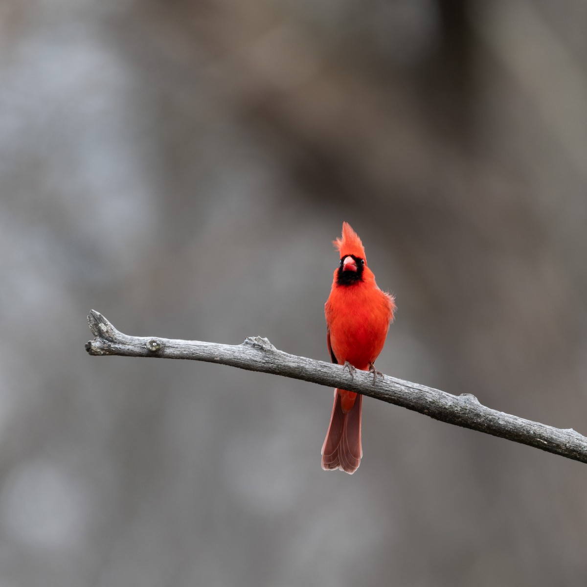 Kardinal arrunta - ML645819798