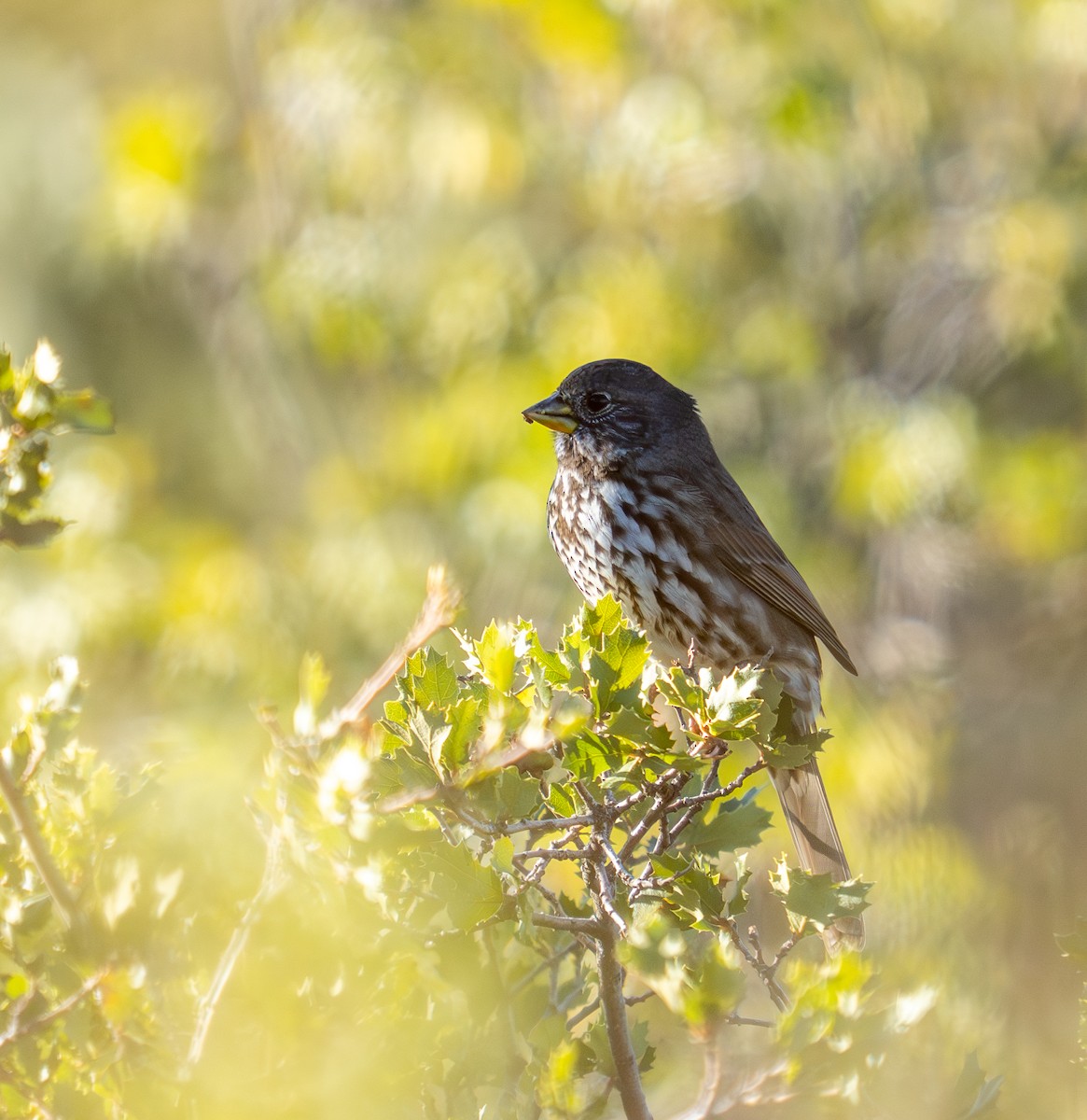 Fox Sparrow - ML645819800