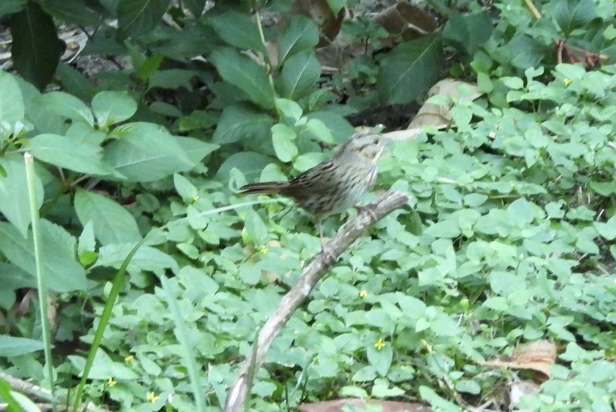 strnadec pruhohlavý - ML645819801