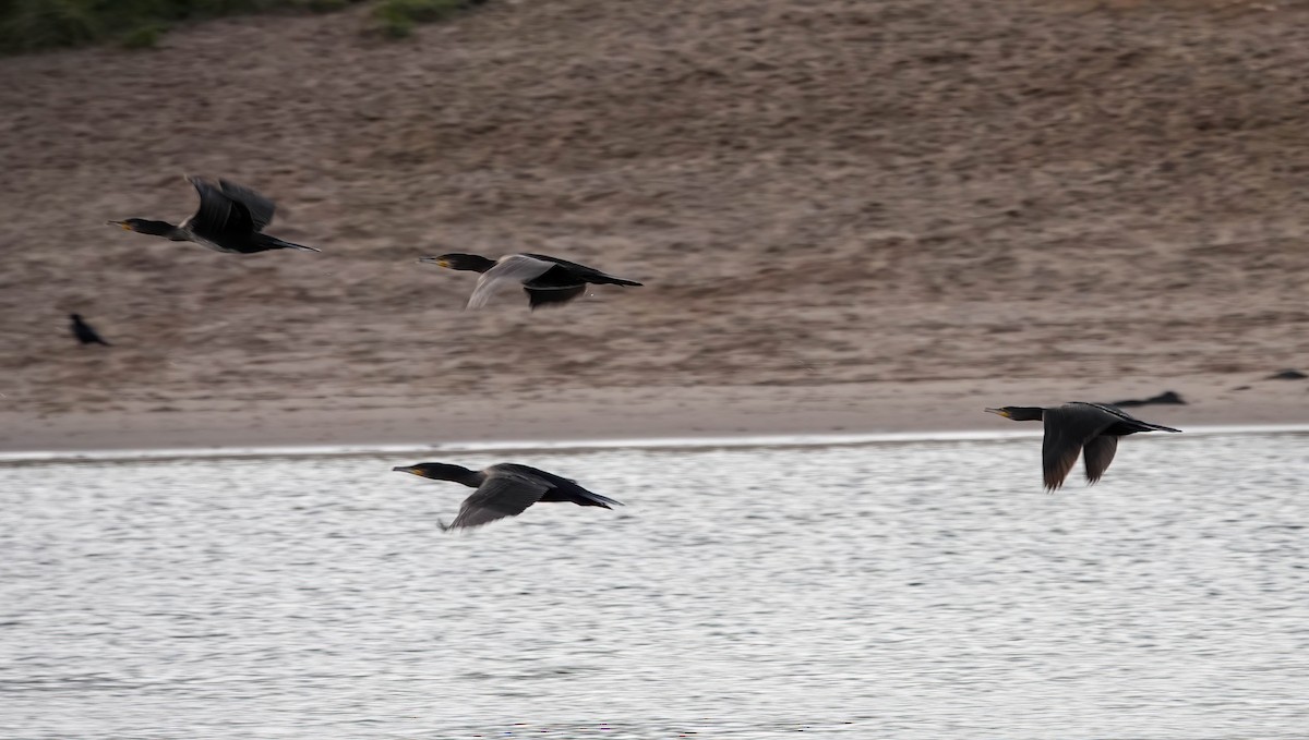 Great Cormorant - ML645819809