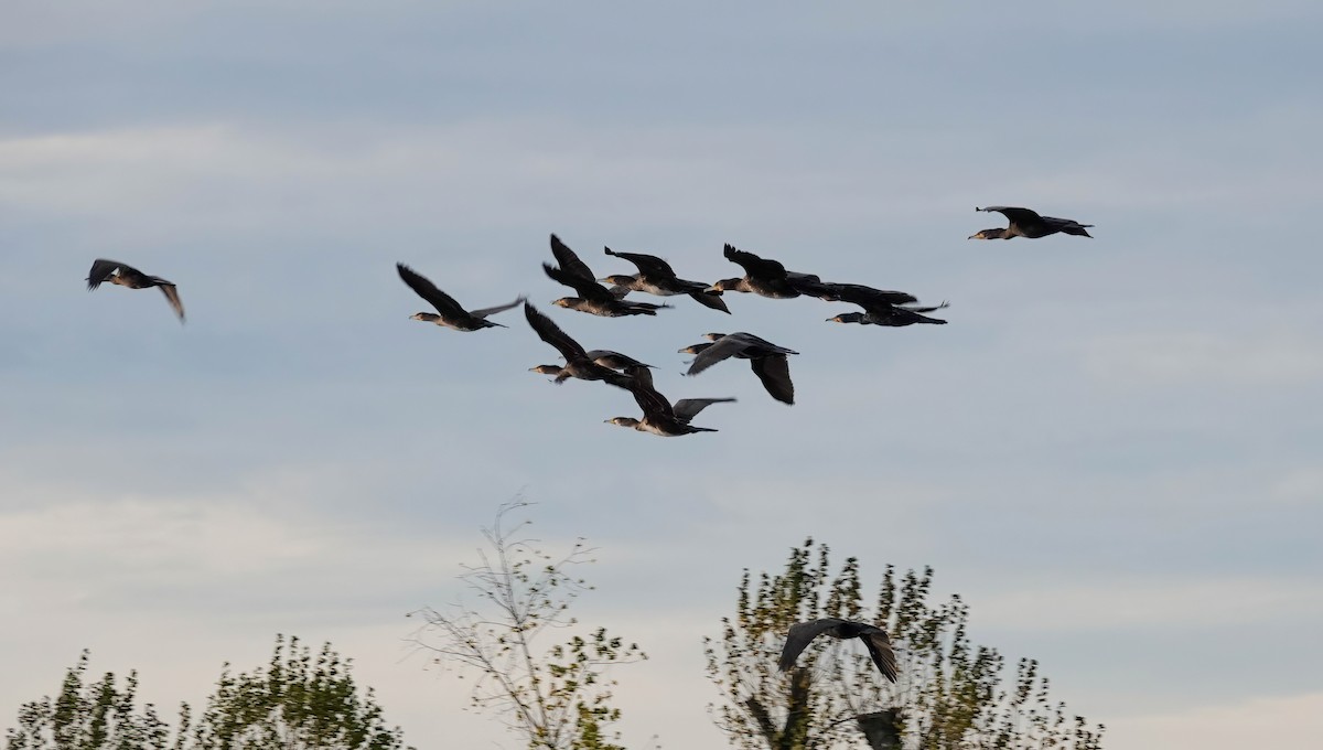 Great Cormorant - ML645819821