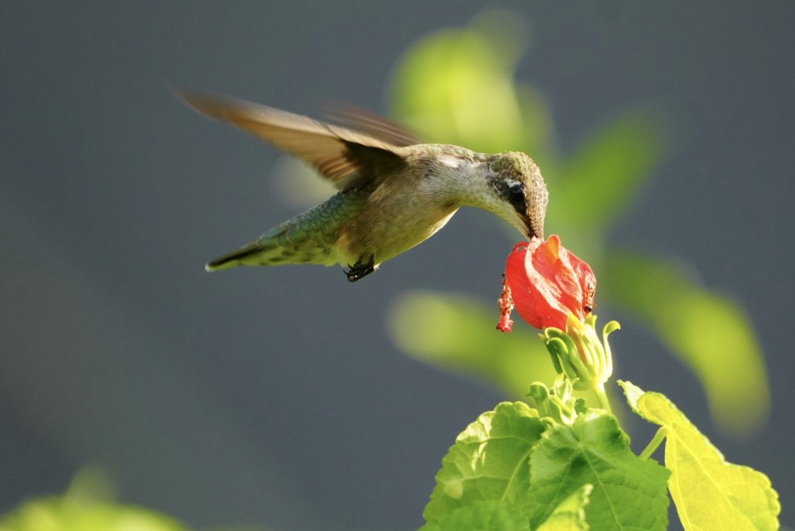 Ruby-throated Hummingbird - ML645819824