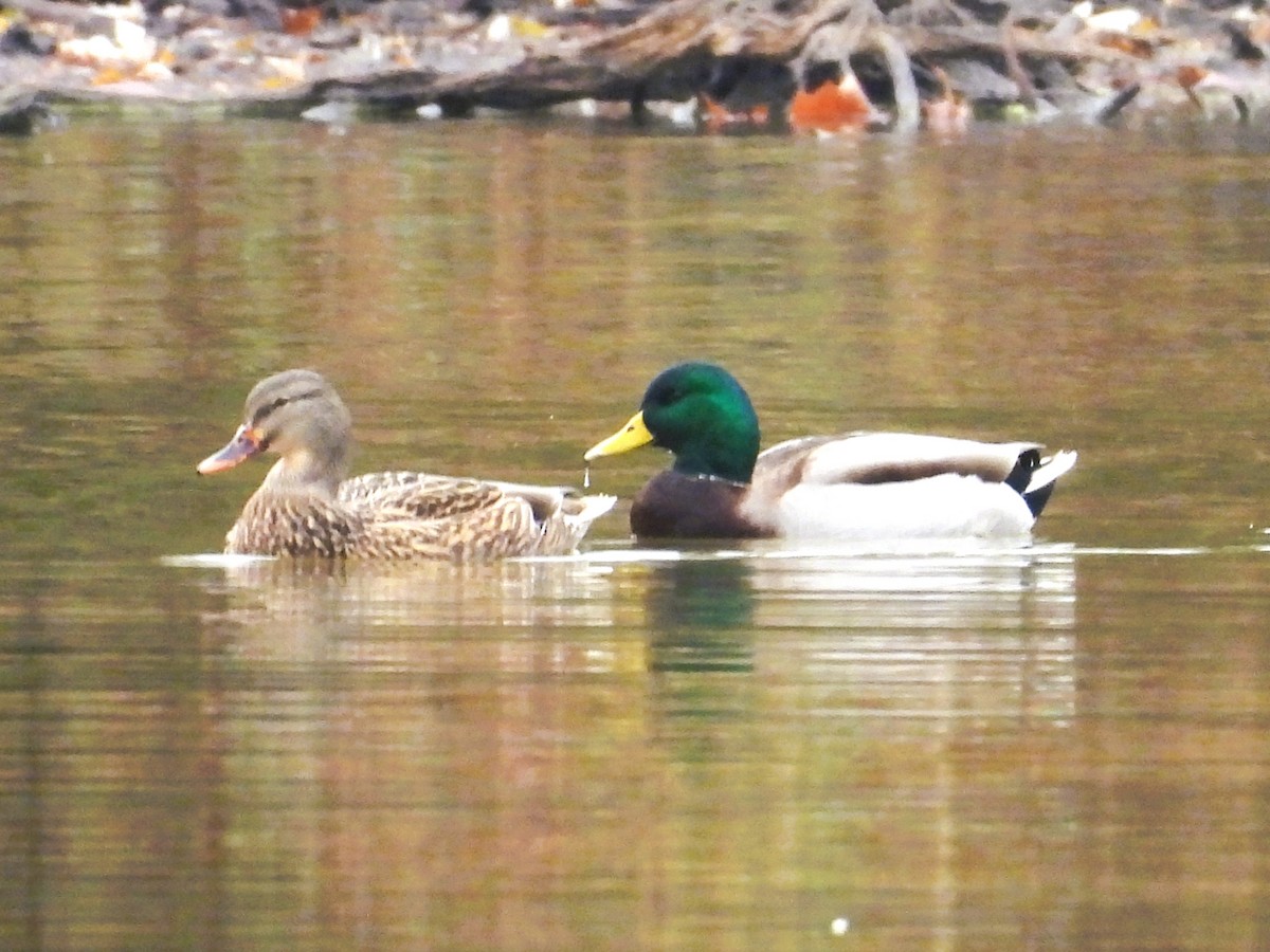 kachna divoká - ML645819848