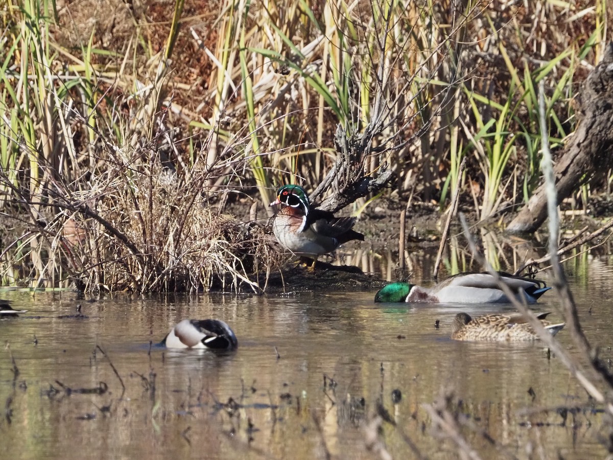 アメリカオシ - ML645819856