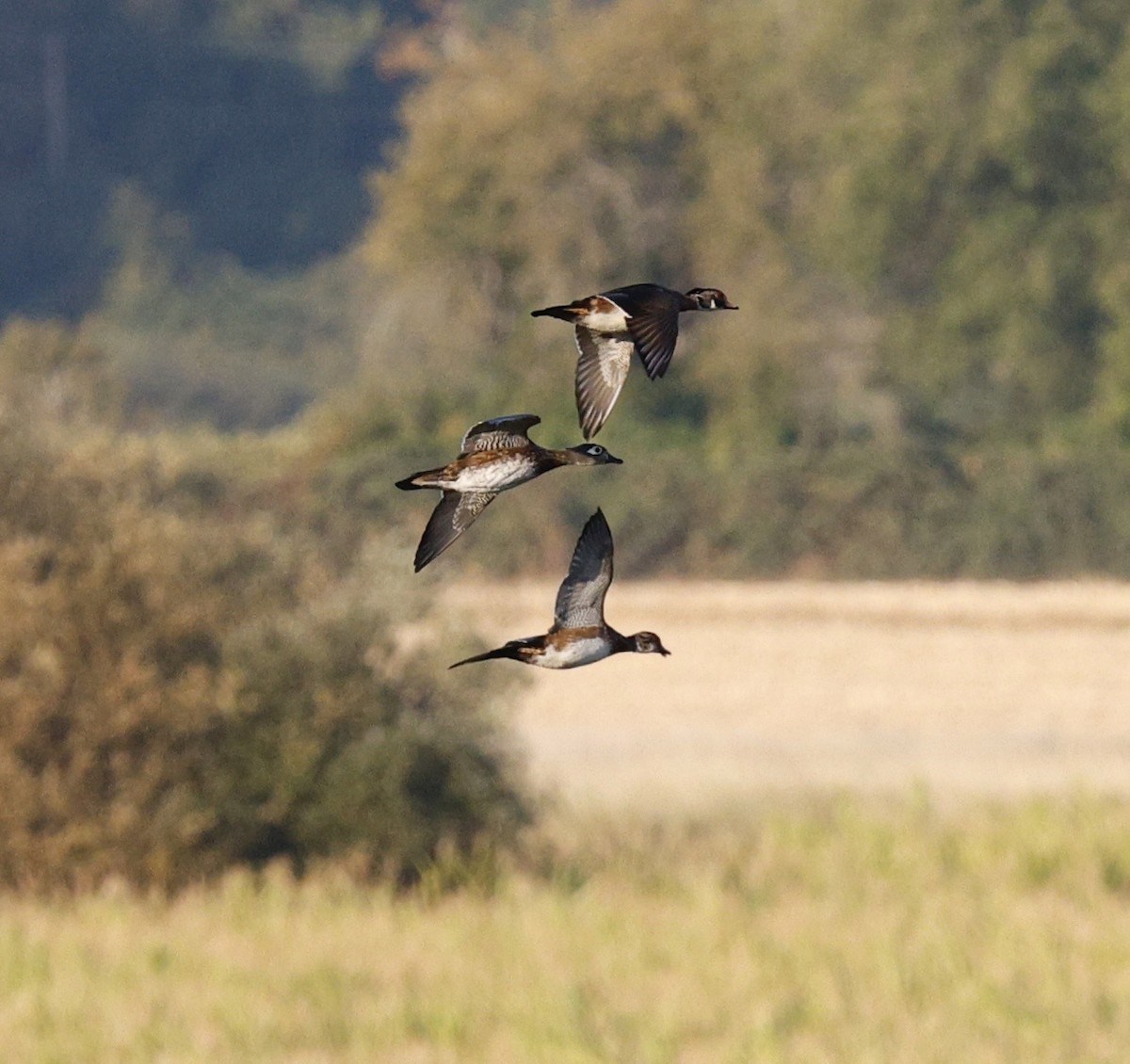 kachnička karolínská - ML645819857