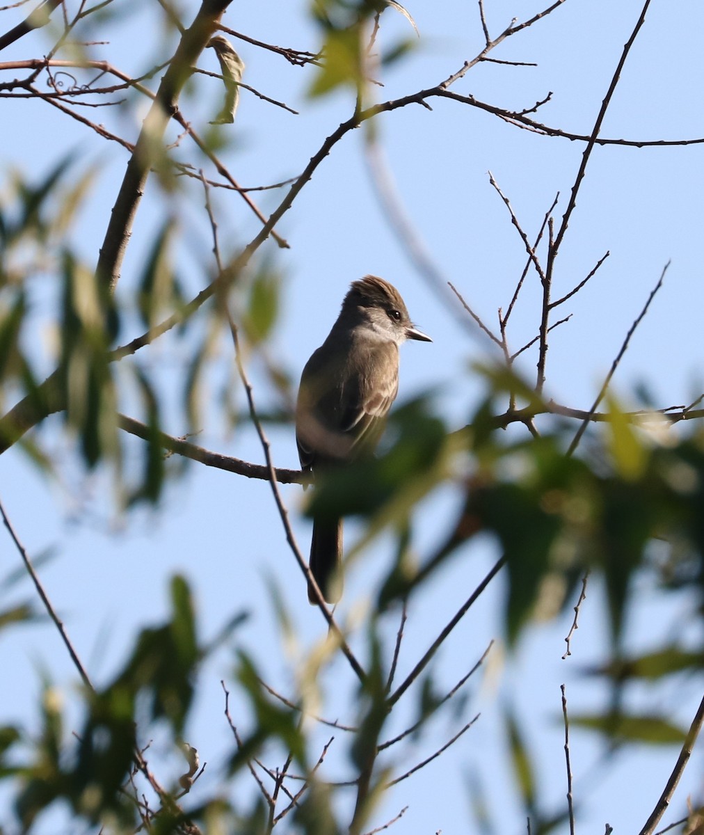 Ash-throated Flycatcher - ML645819861