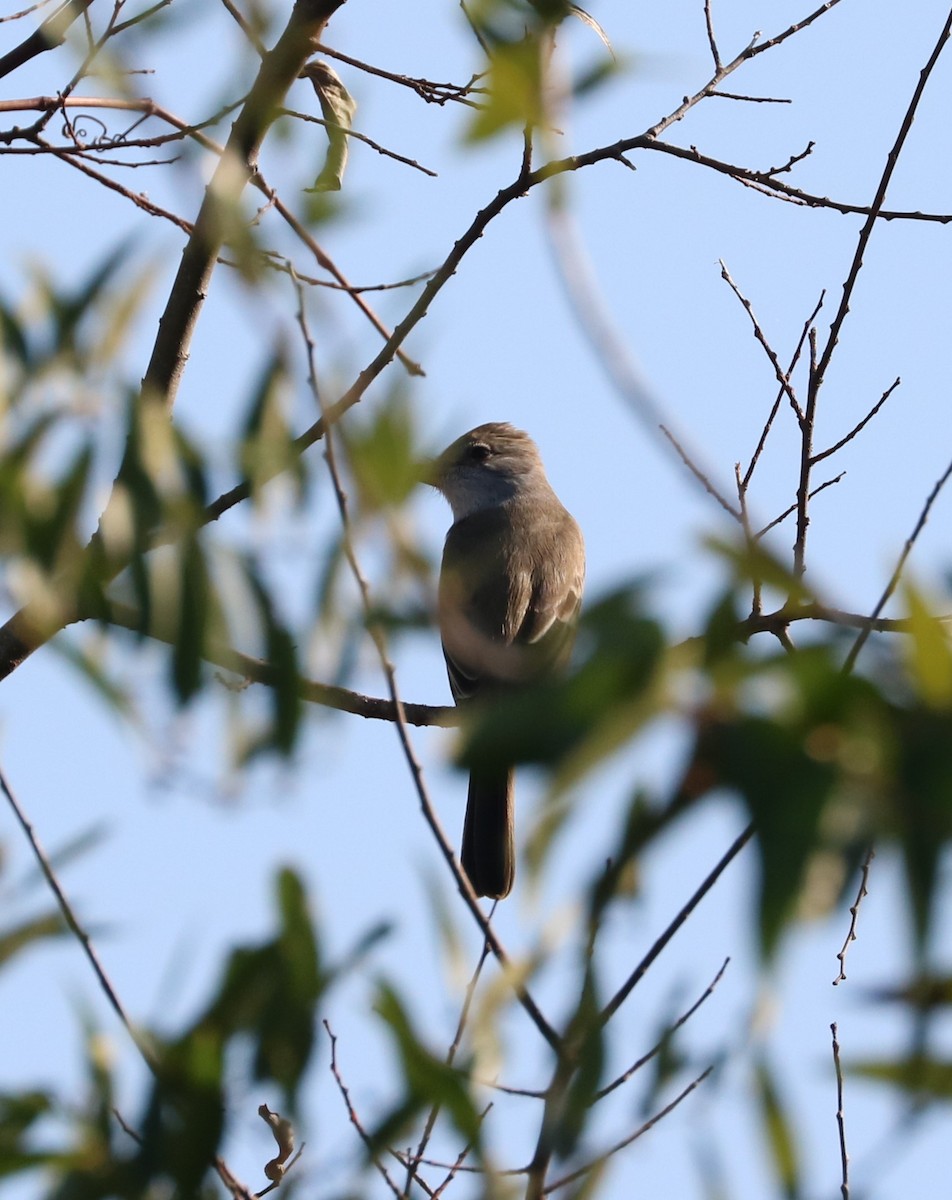 Ash-throated Flycatcher - ML645819862