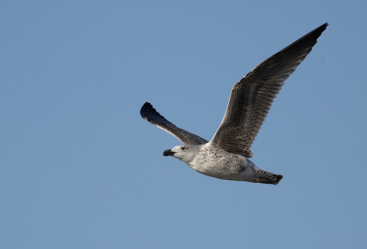 Great Black-backed Gull - ML645819863