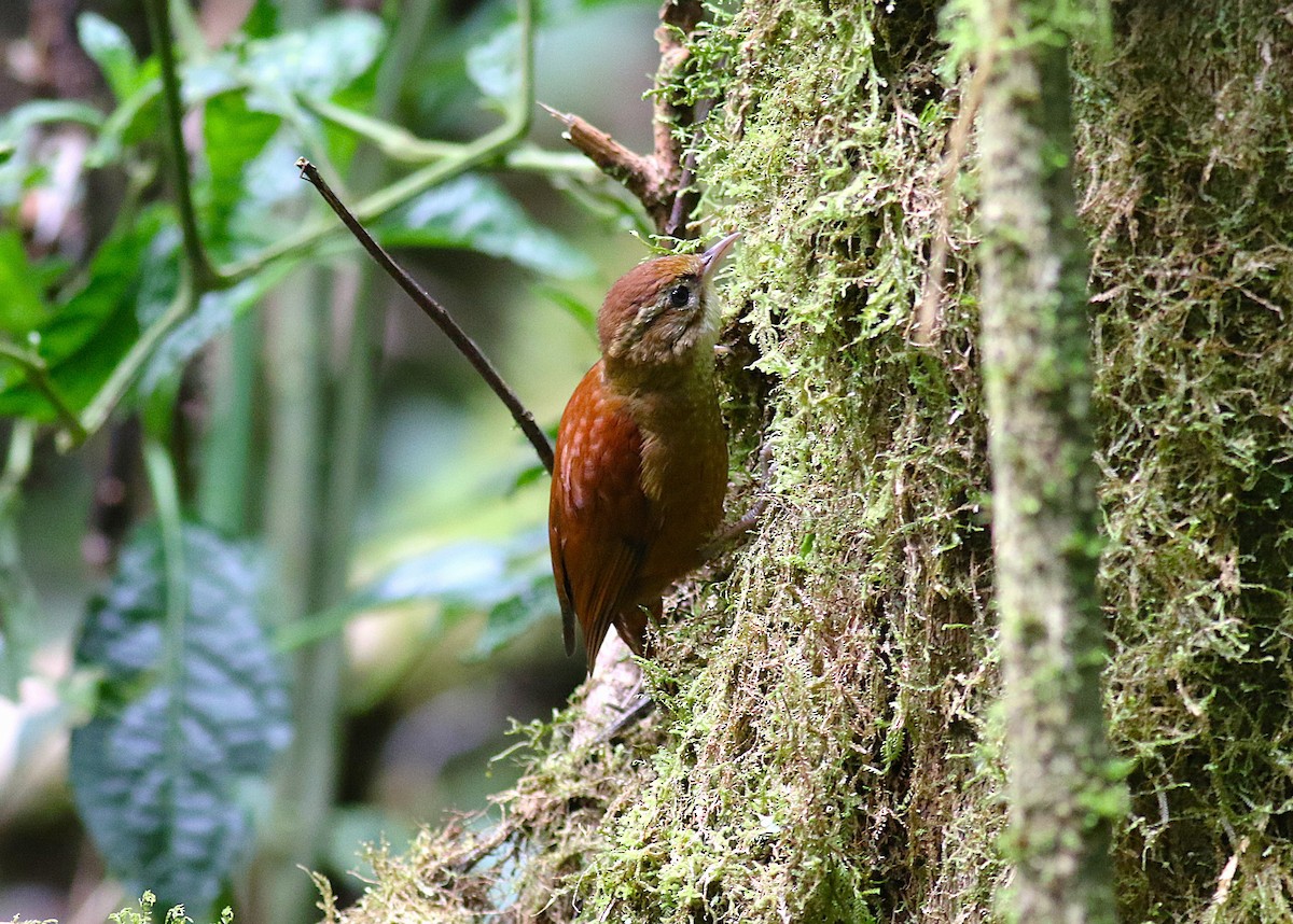 Ruddy Treerunner - ML645819865