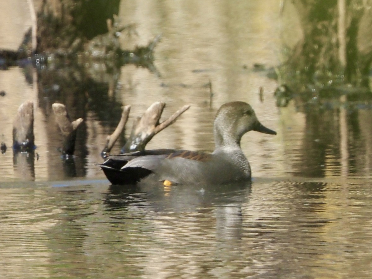 オカヨシガモ - ML645819866