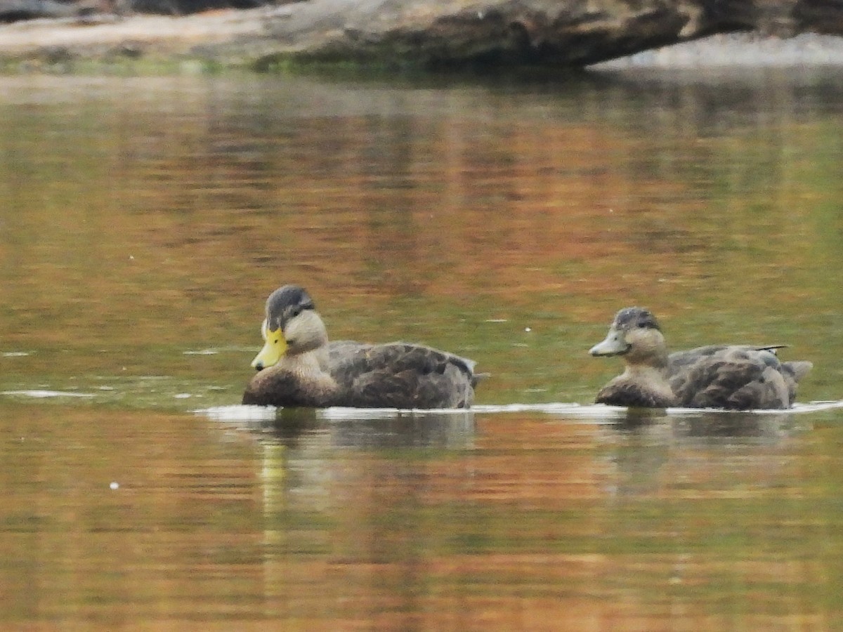 kachna tmavá - ML645819871