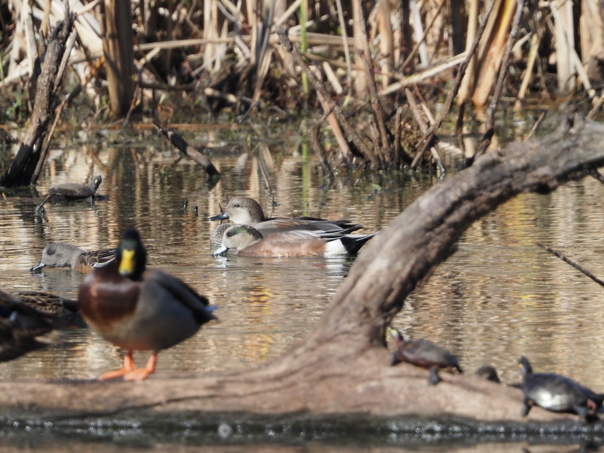 アメリカヒドリ - ML645819874