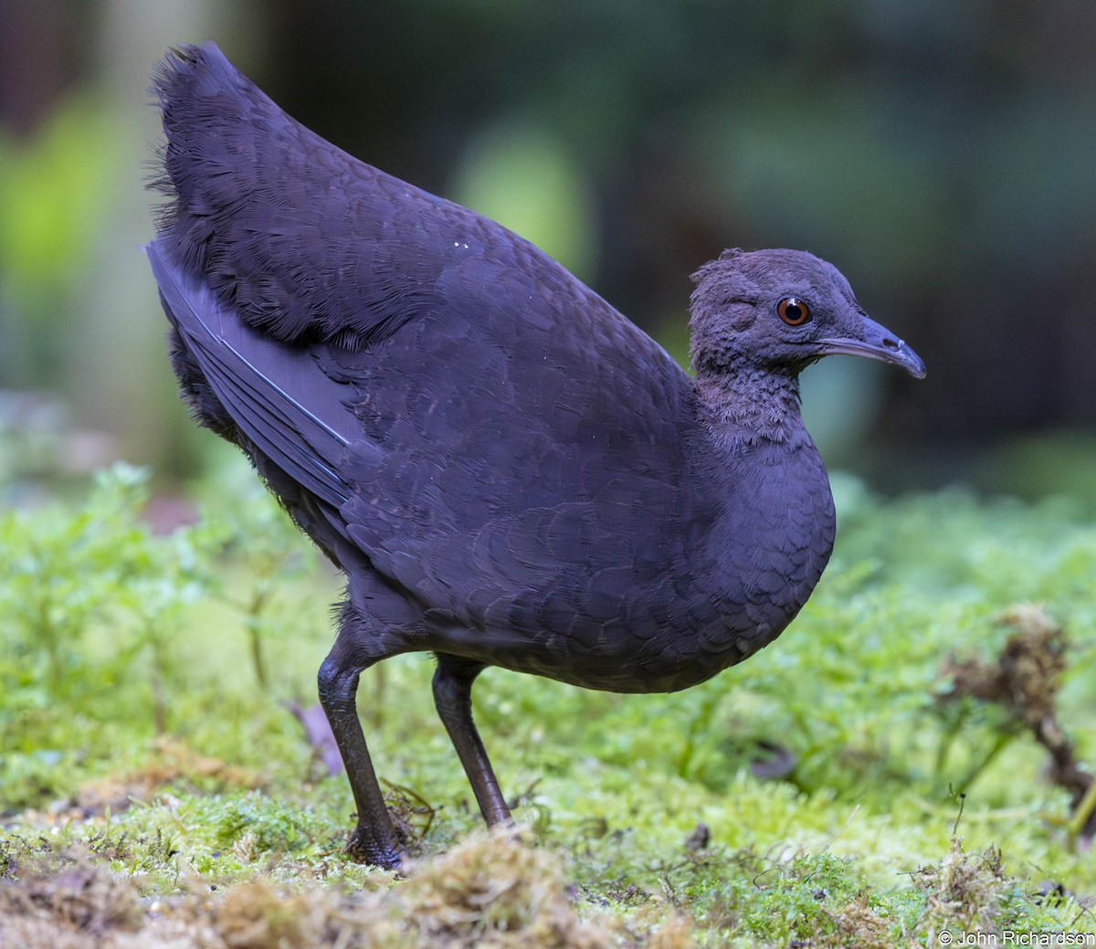 Karaca Tinamu - ML645819876