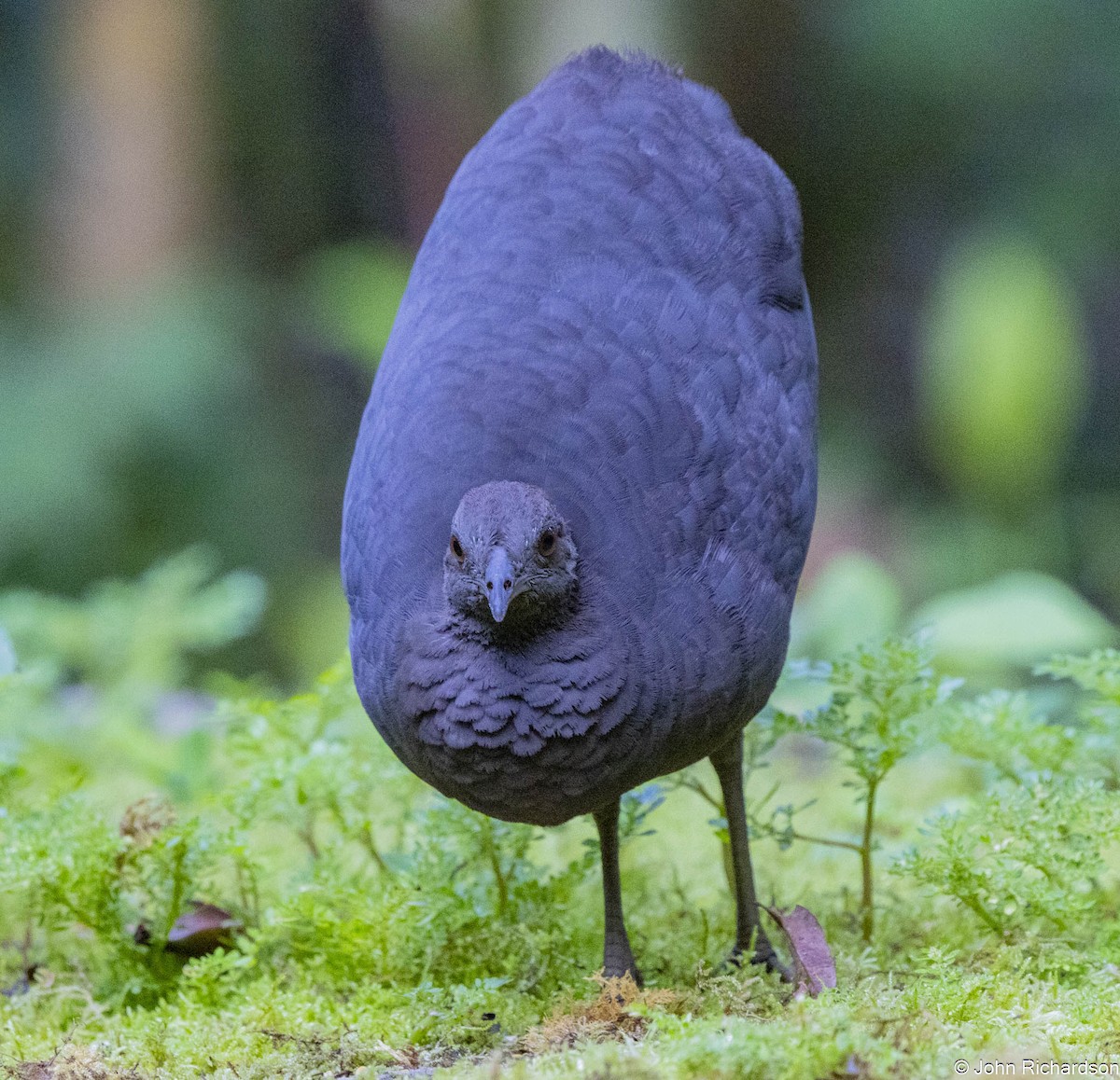 Karaca Tinamu - ML645819877