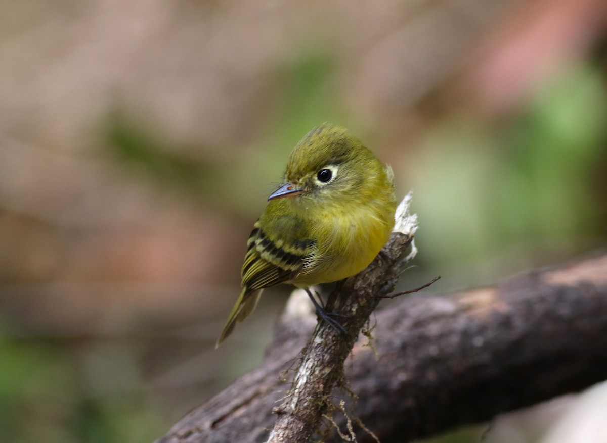 Yellowish Flycatcher - ML645819884