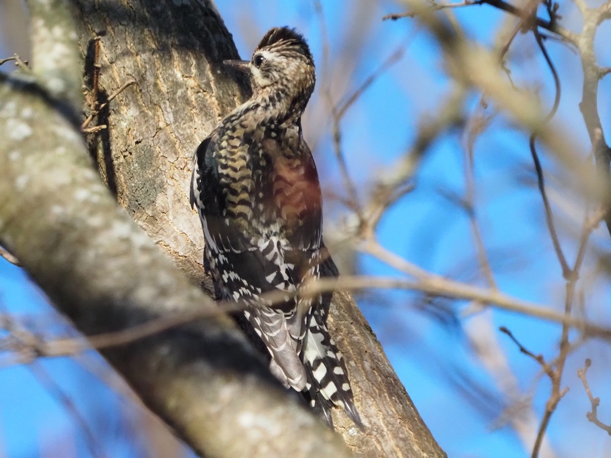 シルスイキツツキ - ML645819885