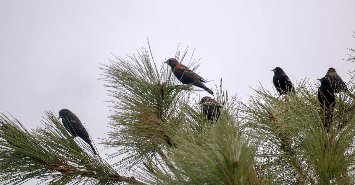 Red-winged Blackbird - ML645819889