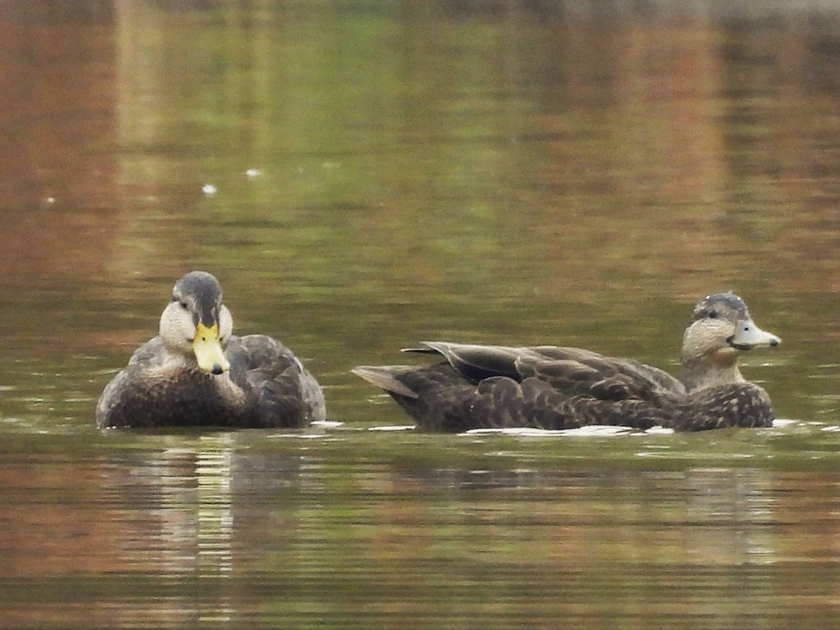 kachna tmavá - ML645819916