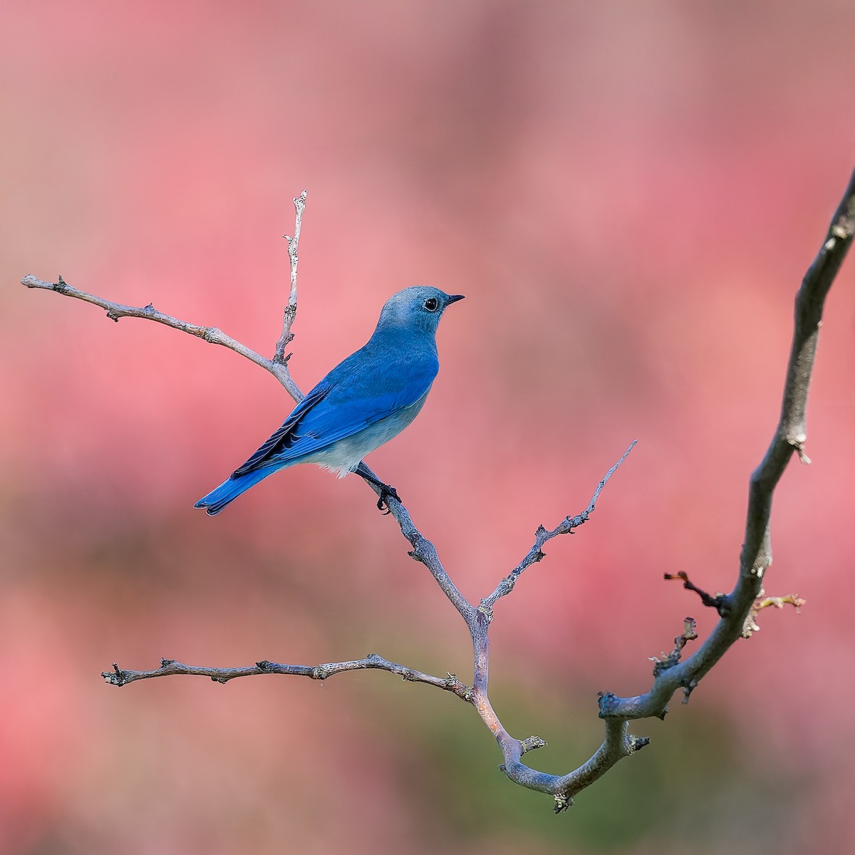 Mountain Bluebird - ML645819924