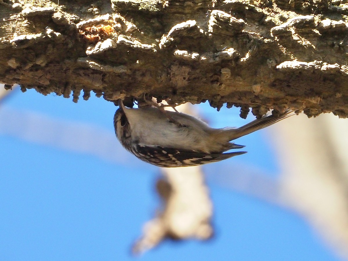 アメリカキバシリ - ML645819926