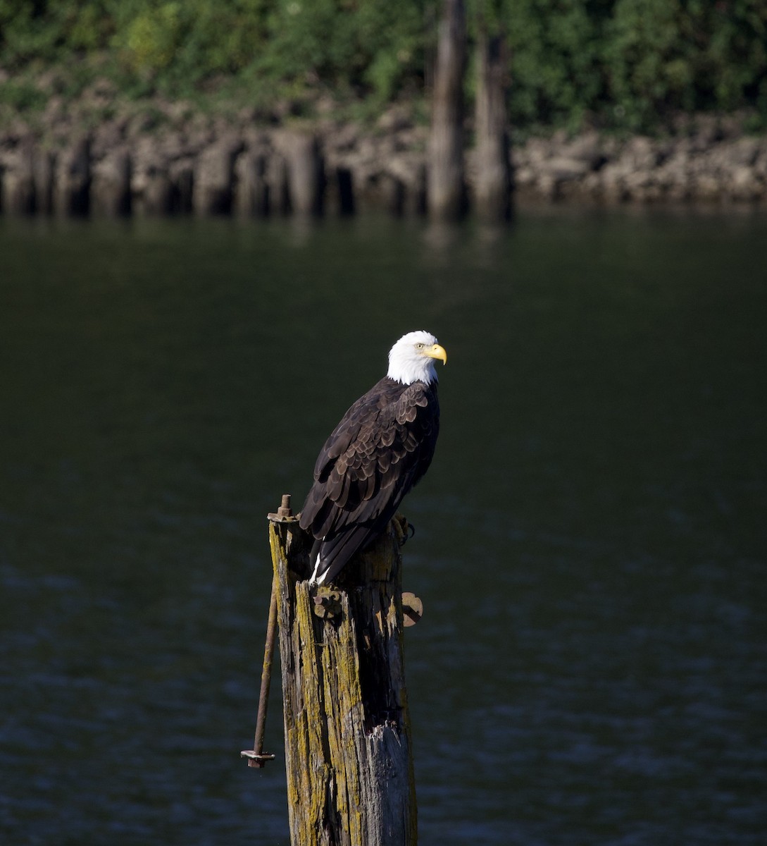 Pygargue à tête blanche - ML645819935