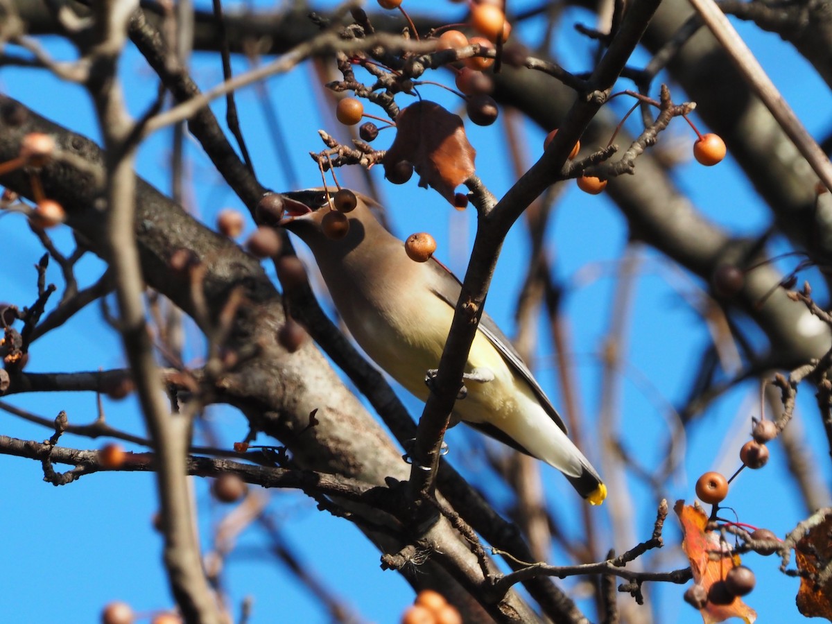 ヒメレンジャク - ML645819936