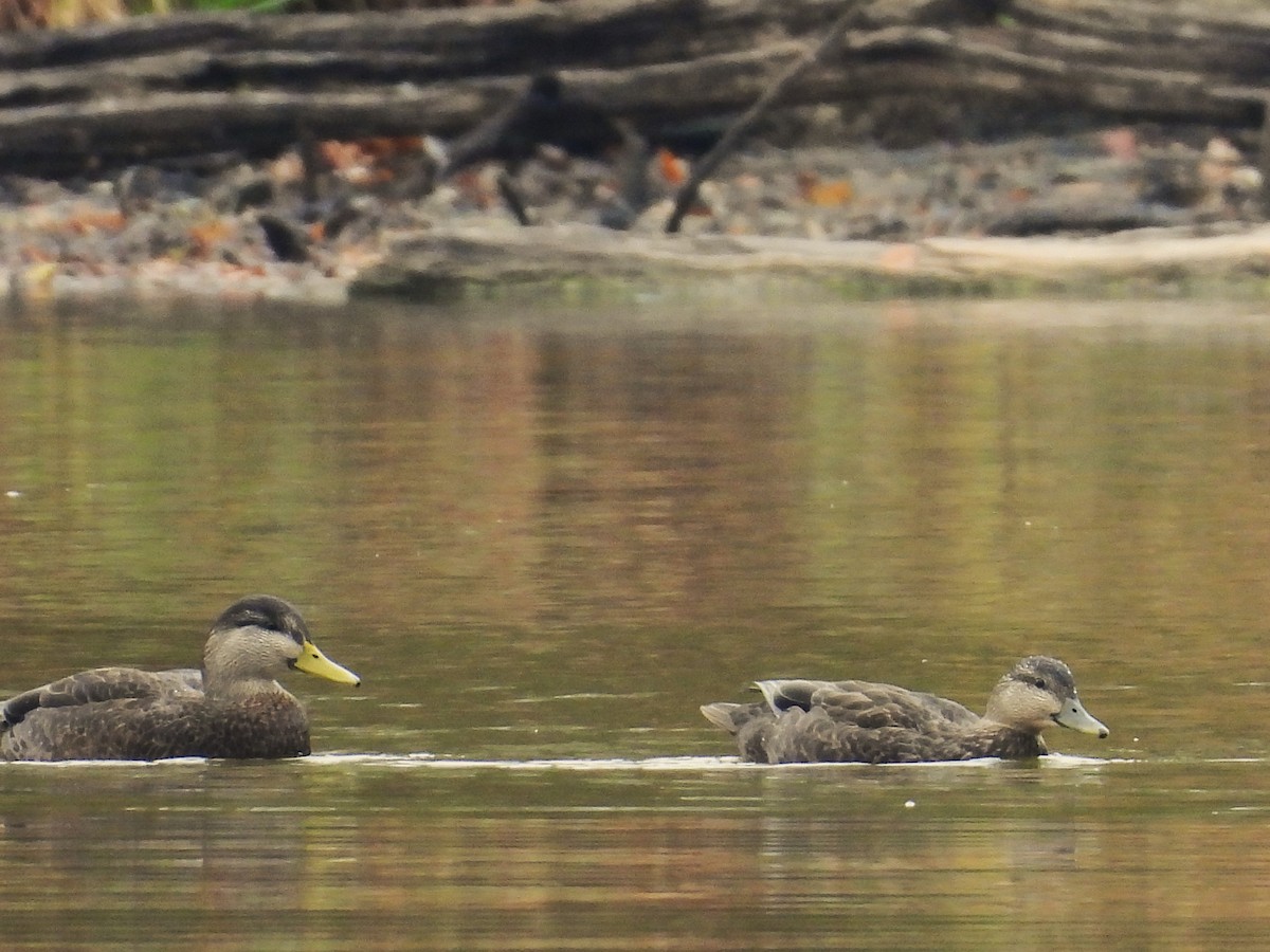 kachna tmavá - ML645819944