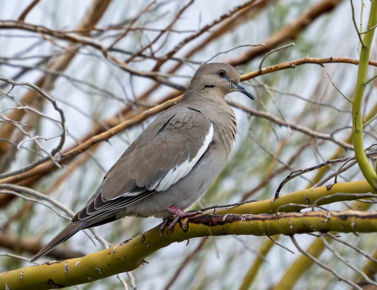 White-winged Dove - ML645819948