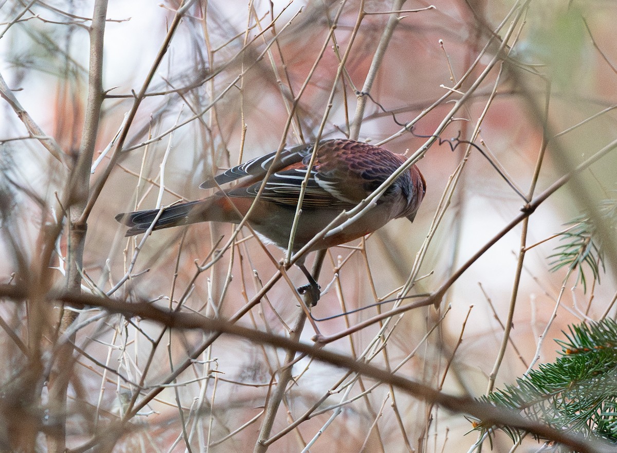 ギンザンマシコ（leucura） - ML645819949