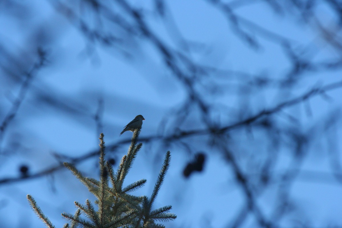 ギンザンマシコ - ML645819951