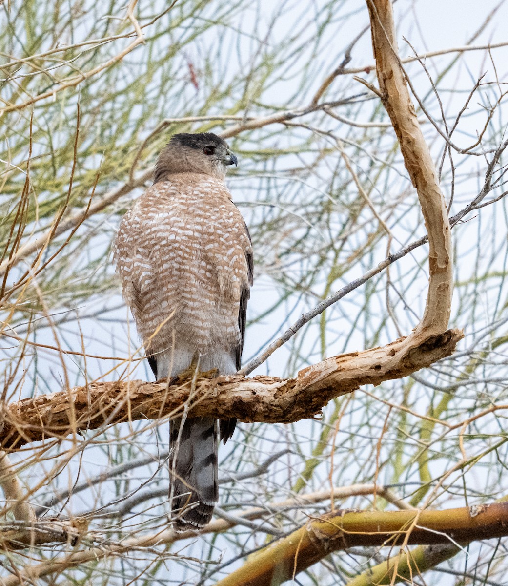 Cooper's Hawk - ML645819953