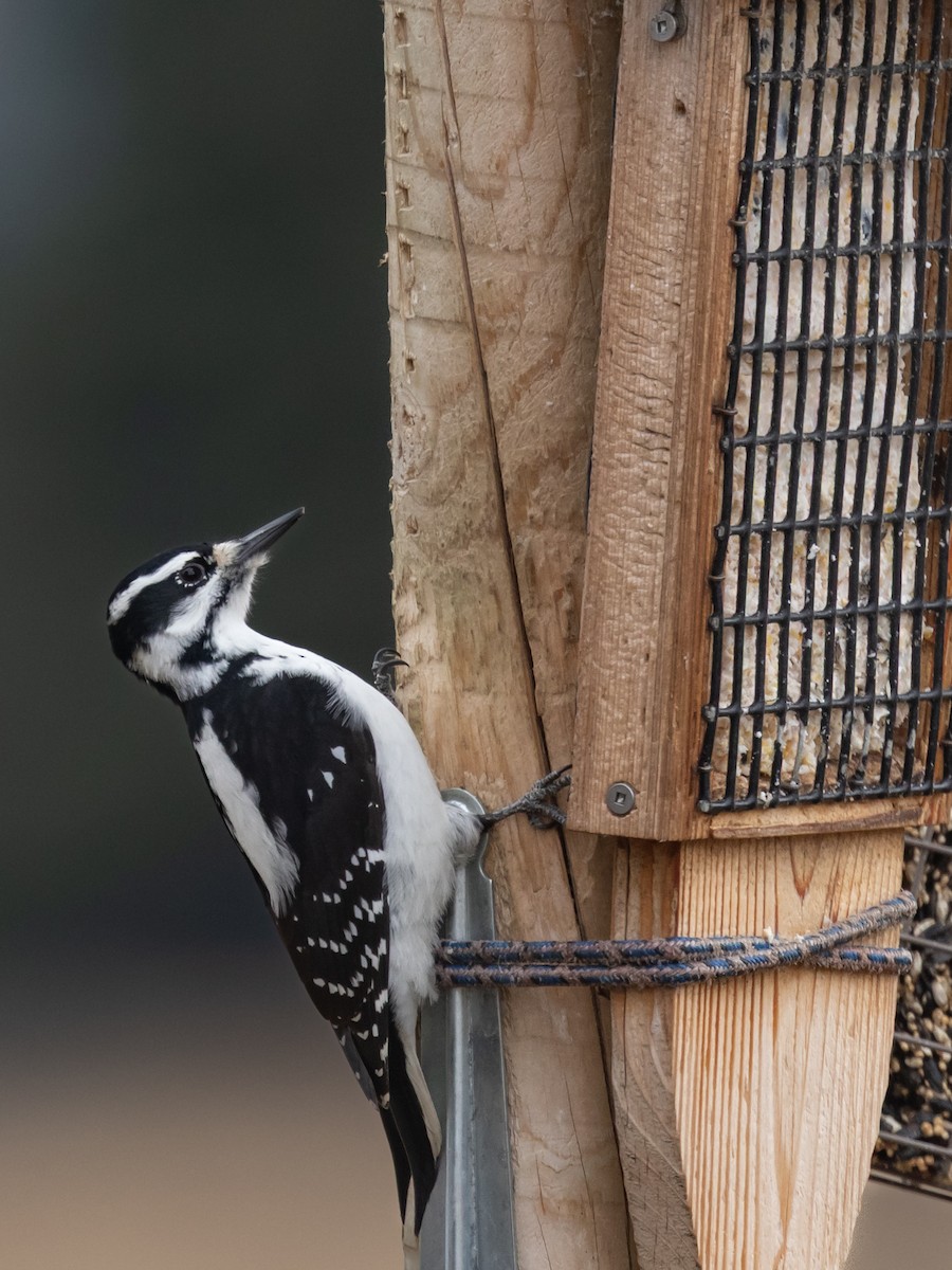 Hairy Woodpecker - ML645819957