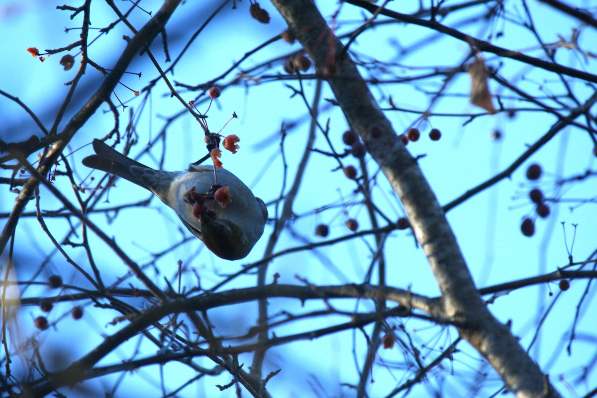 ギンザンマシコ - ML645819958