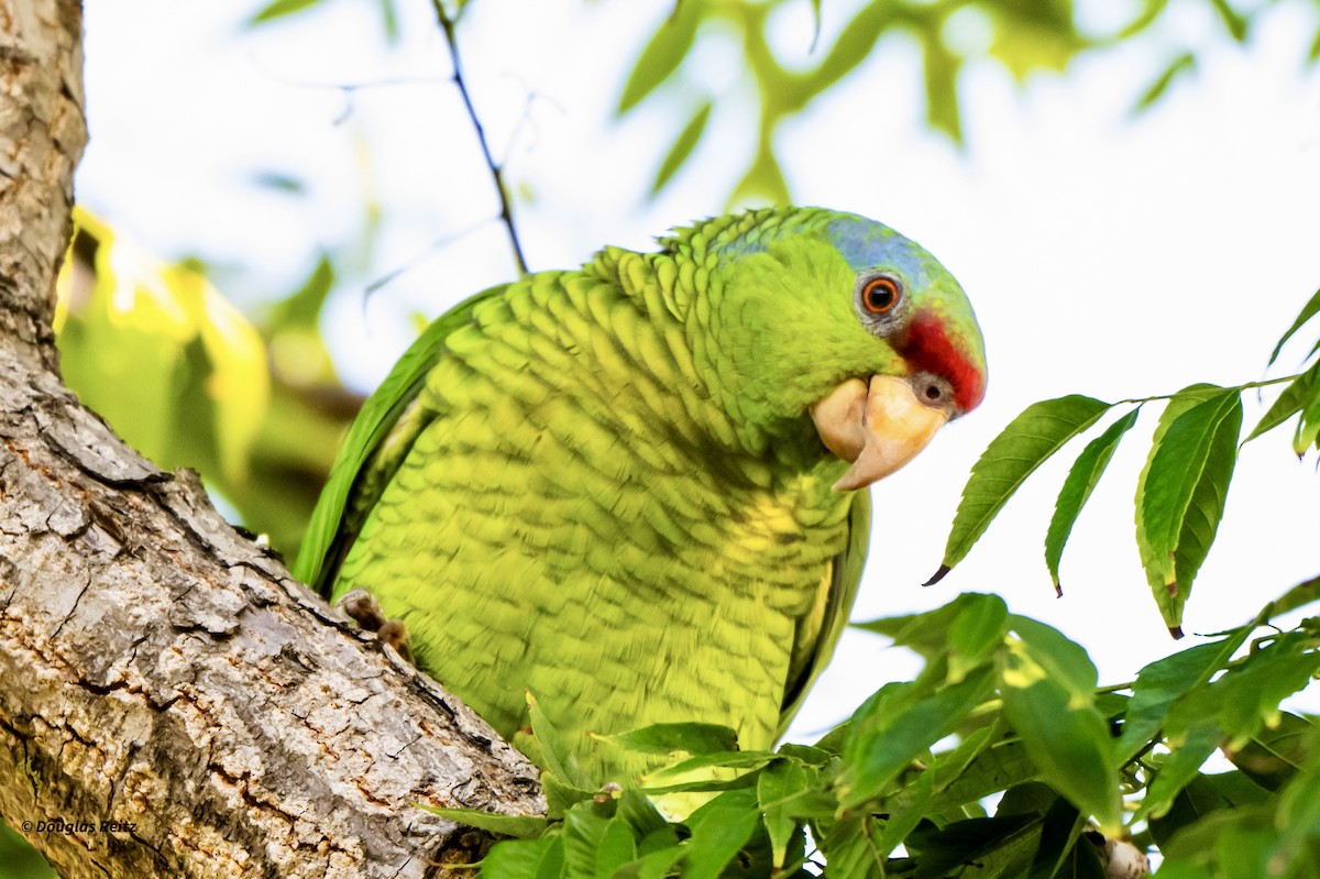 Lilac-crowned Amazon - ML645819959